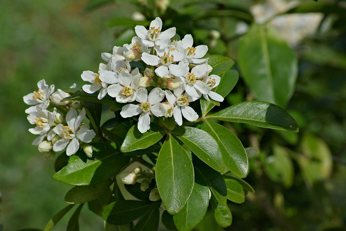 1200px-choisya_inflorescence_fr_2013 Кочия Терната — изображение 1