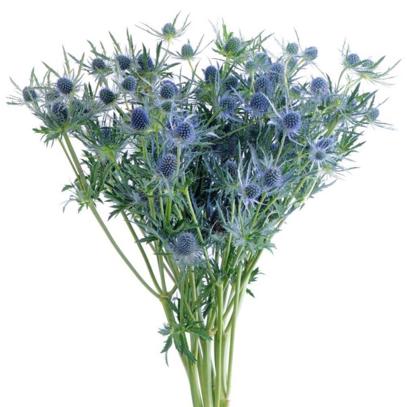 eryngium-blue
