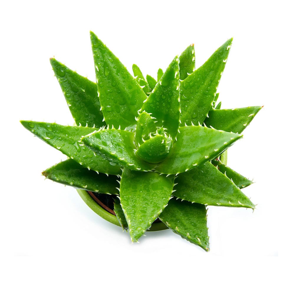 aloe aloe