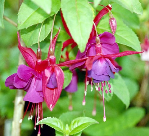 doublefuchsias_wb Фуксия — изображение 1