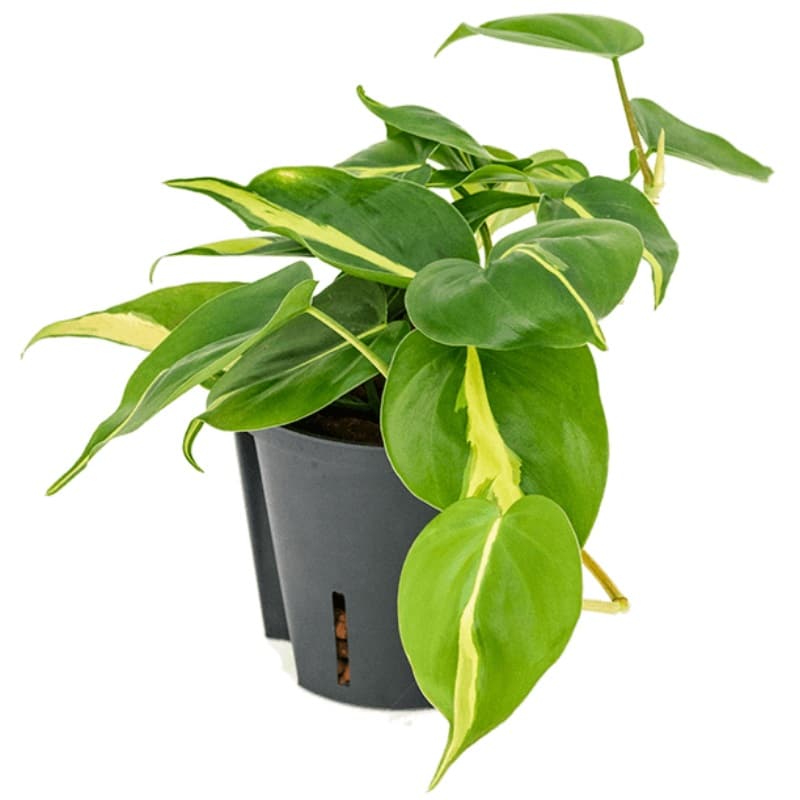 filodendron-skandens-brazil-d12sm Филодендрон Бразил — изображение 1