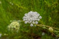 Даукус — изображение 2
