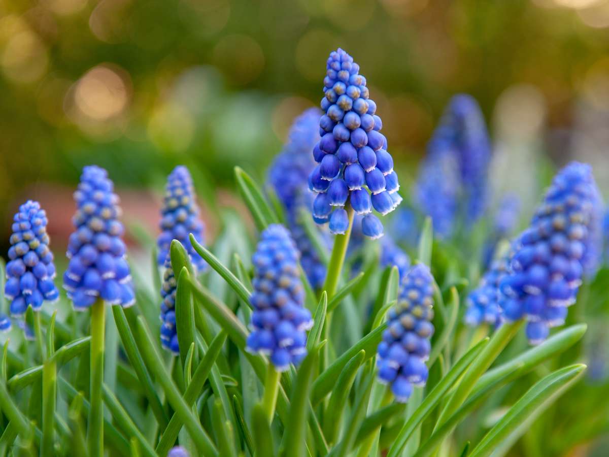 grape-hyacinth-muscari Мускари — изображение 1