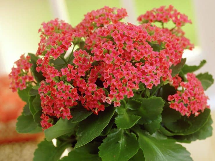 Kalanchoe blossfeldiana Каланхоэ — изображение 1
