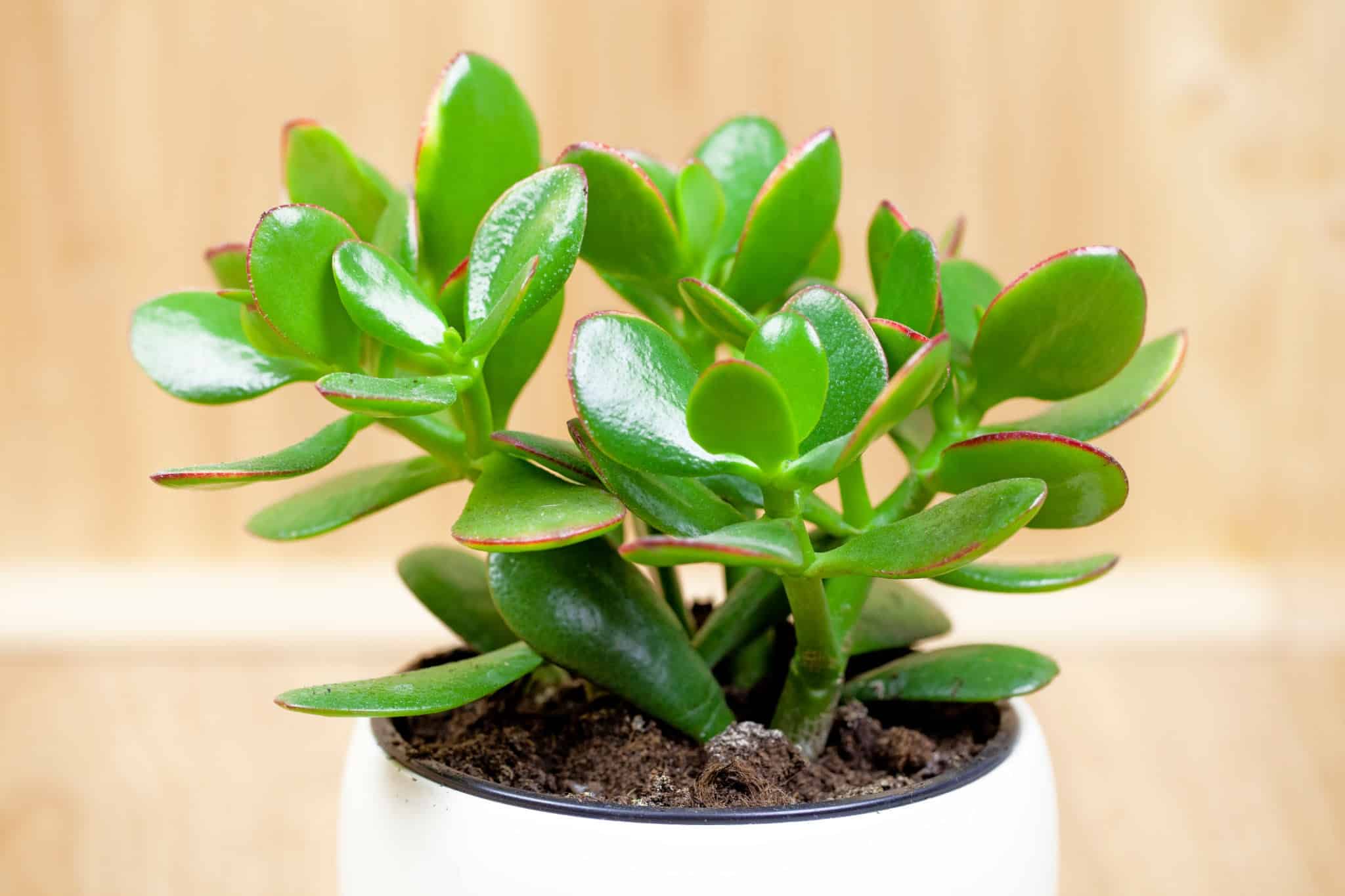 Succulent plant Крассула — изображение 1