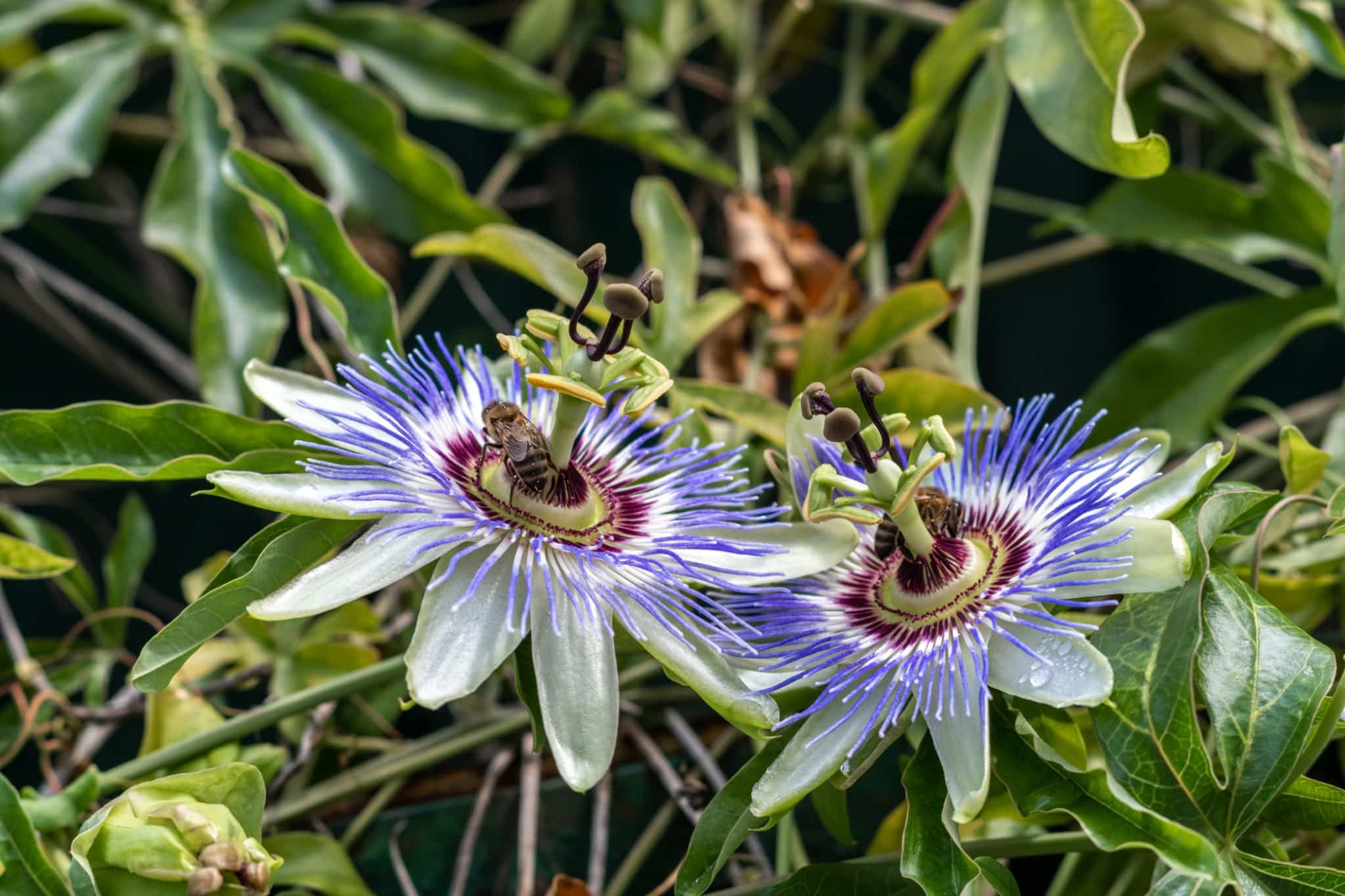 Two blooming passion fruit flowers or Passiflora with bees collecting nectar Пассифлора — изображение 1