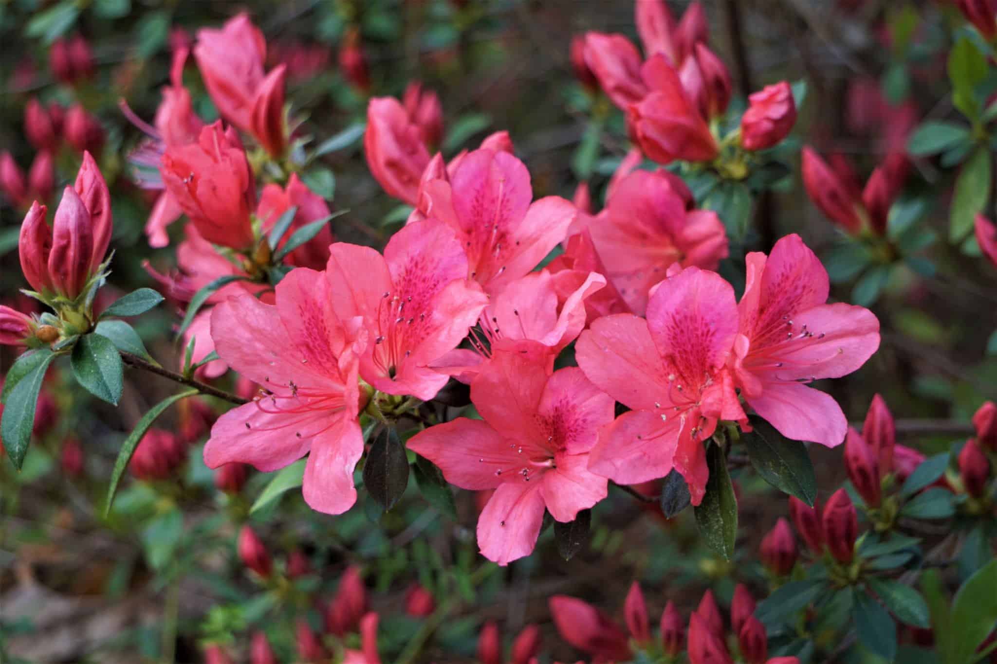 Close up beautiful pink Azalea flower in the garden, Spring in GA USA. Азалия — изображение 1
