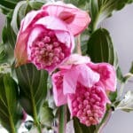 Мединилла — изображение 2