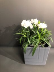 Гвоздика — изображение 3