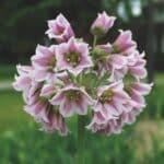 Нектароскордум — изображение 3