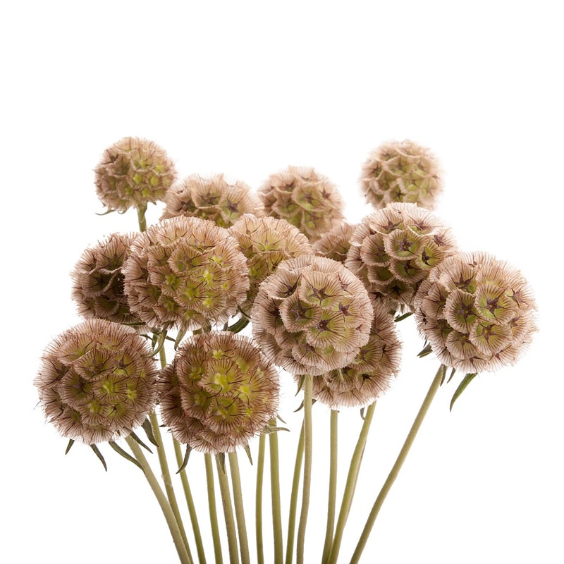 Скабиоза Stellata Скабиоза Stellata