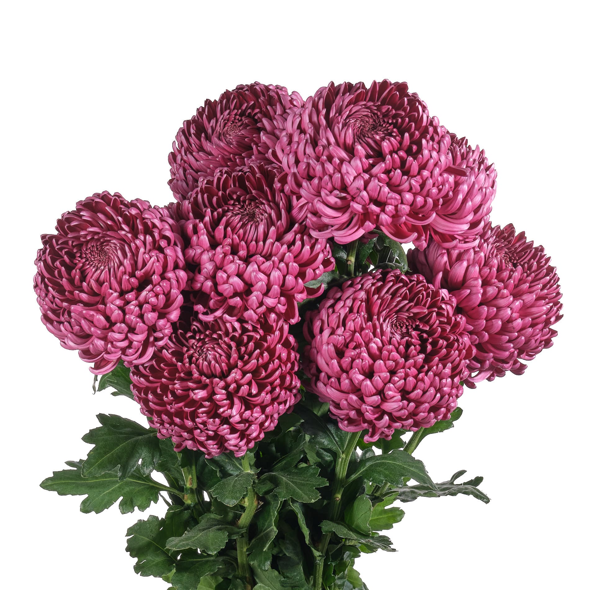 hrizantema-bigudi-bordovaya-1.jpg Хризантема бигуди бордовая — изображение 1