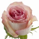 Роза одноголовая Swan star roses