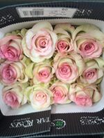Роза одноголовая Swan star roses — изображение 2