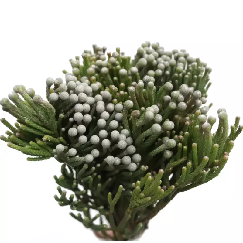 Бруния Albiflora