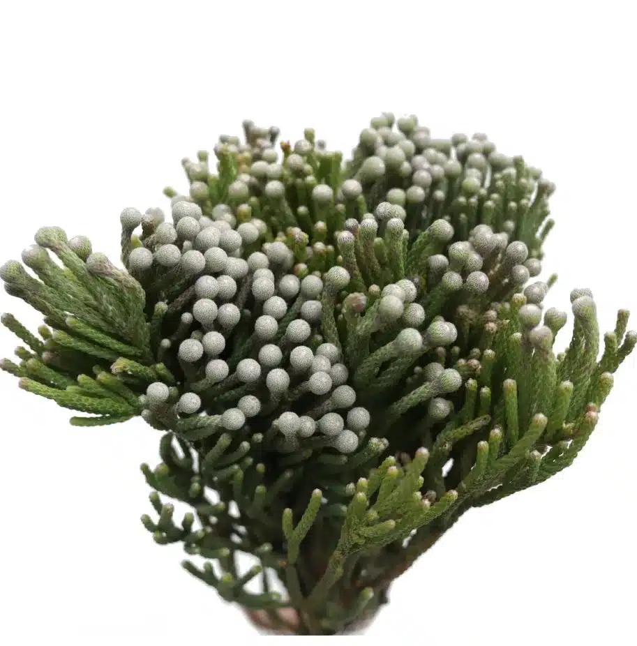 Бруния Albiflora Бруния Albiflora