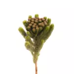green-brunia-