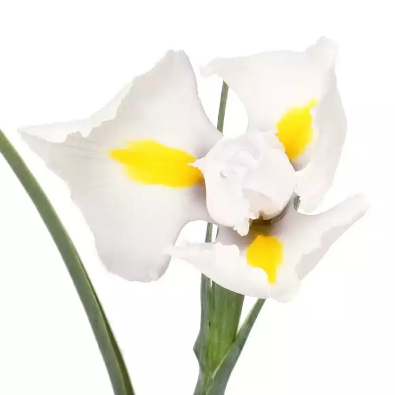 Ирис White Magic